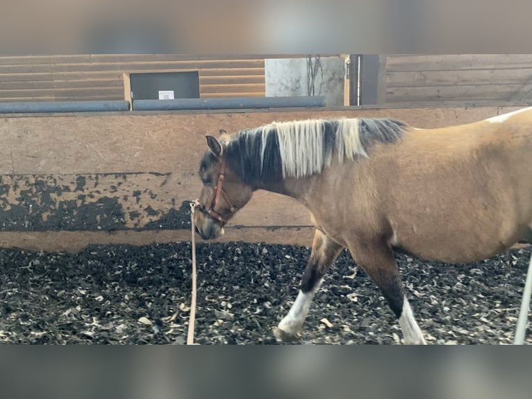 American Paint Horse Mix Ruin 4 Jaar 149 cm Tobiano-alle-kleuren in Kremmen