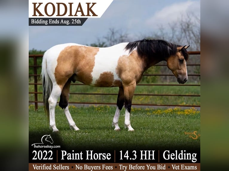 American Paint Horse Ruin 4 Jaar 150 cm Buckskin in Bogard, MO