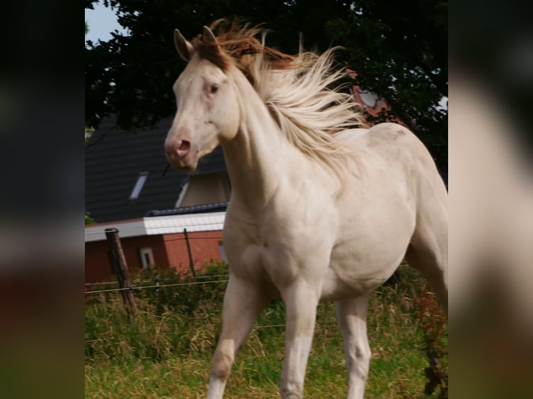 American Paint Horse Ruin 4 Jaar 150 cm Champagne in Bremervörde