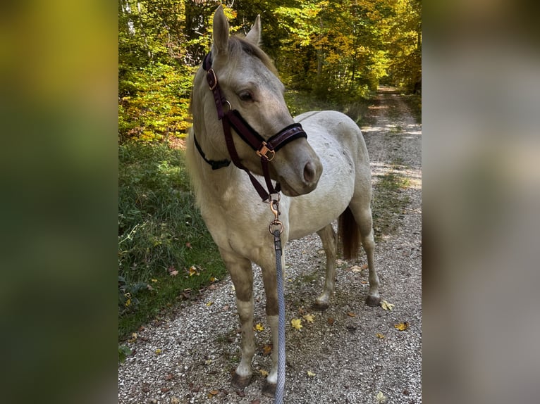 American Paint Horse Ruin 4 Jaar 150 cm Champagne in Trochtelfingen