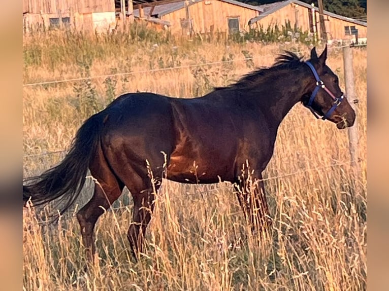 American Paint Horse Ruin 4 Jaar 150 cm Donkerbruin in Wasserburg am Inn