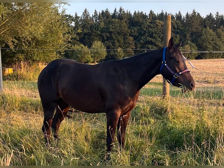 American Paint Horse Ruin 4 Jaar 150 cm Donkerbruin in Wasserburg am Inn