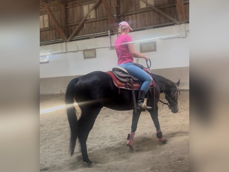 American Paint Horse Ruin 4 Jaar 150 cm Donkerbruin in Wasserburg am Inn