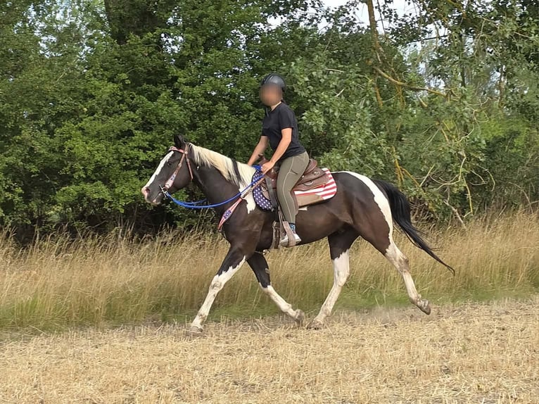 American Paint Horse Ruin 4 Jaar 150 cm Gevlekt-paard in Linkenbach