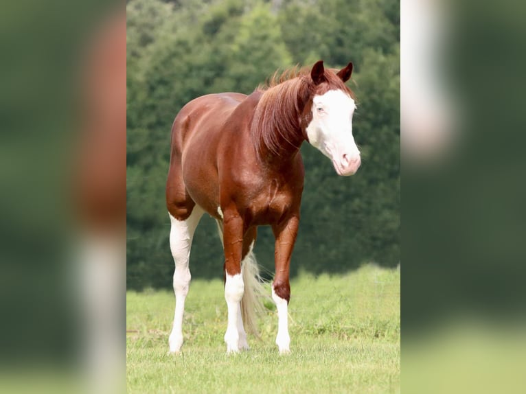 American Paint Horse Ruin 4 Jaar 150 cm Roodvos in Athens