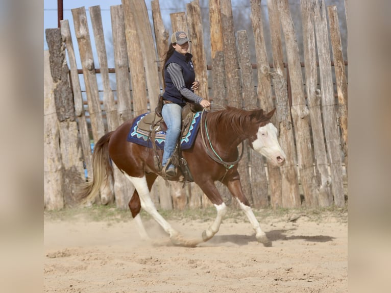 American Paint Horse Ruin 4 Jaar 150 cm Roodvos in Athens