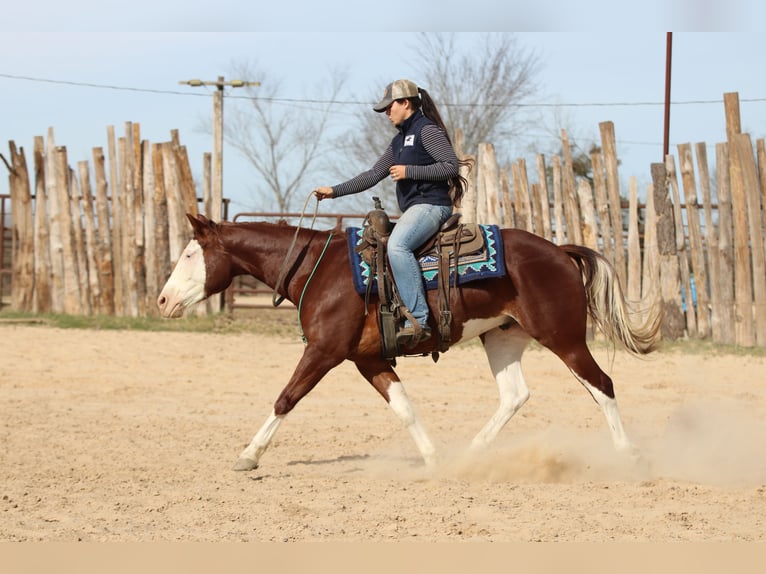 American Paint Horse Ruin 4 Jaar 150 cm Roodvos in Athens