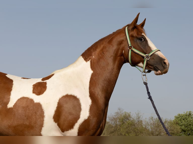 American Paint Horse Ruin 4 Jaar 150 cm Tobiano-alle-kleuren in Algaida