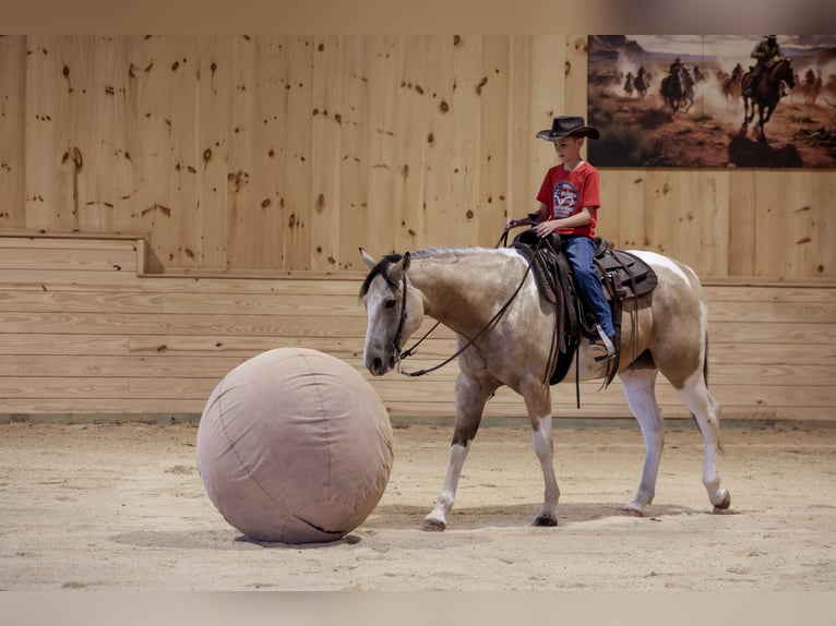 American Paint Horse Ruin 4 Jaar 152 cm Gevlekt-paard in Needmore