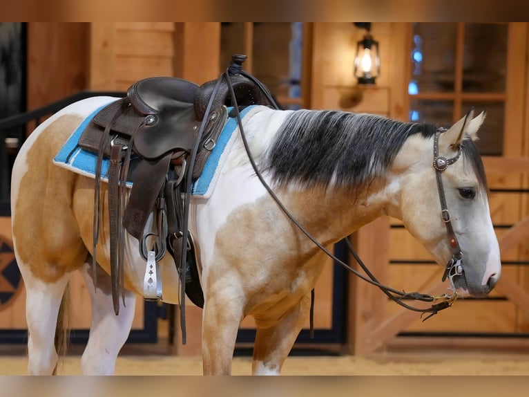 American Paint Horse Ruin 4 Jaar 152 cm Gevlekt-paard in Needmore