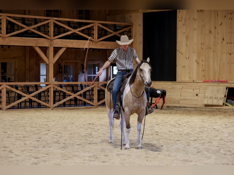 American Paint Horse Ruin 4 Jaar 152 cm Gevlekt-paard in Needmore