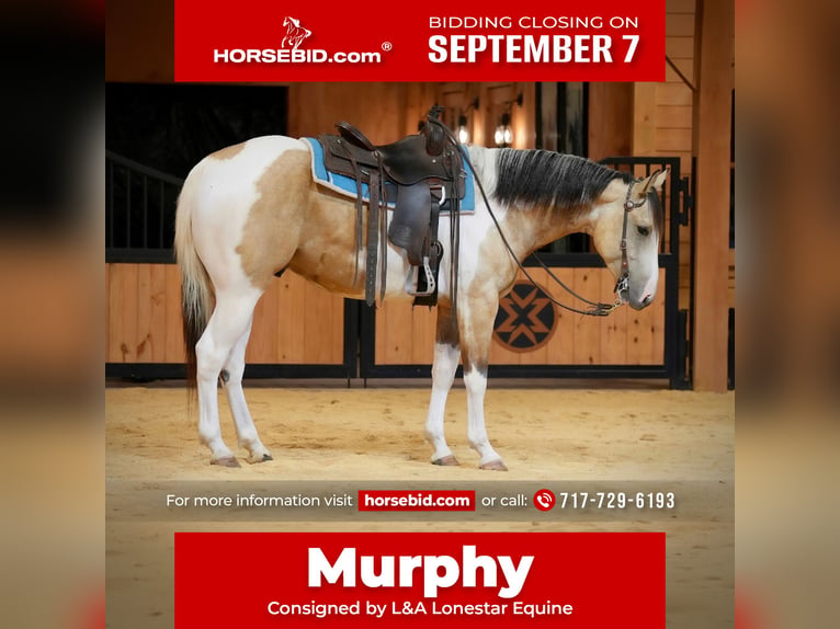 American Paint Horse Ruin 4 Jaar 152 cm Gevlekt-paard in Needmore