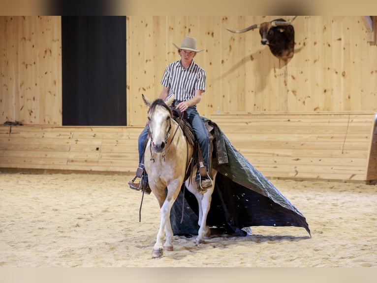American Paint Horse Ruin 4 Jaar 152 cm Gevlekt-paard in Needmore