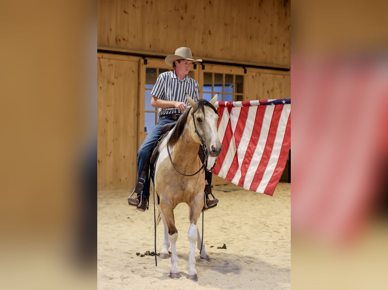 American Paint Horse Ruin 4 Jaar 152 cm Gevlekt-paard in Needmore