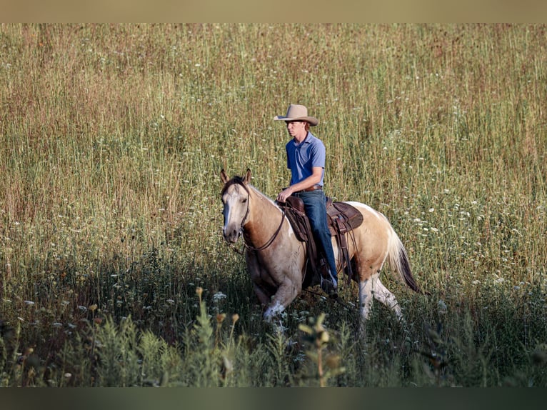 American Paint Horse Ruin 4 Jaar 152 cm Gevlekt-paard in Needmore