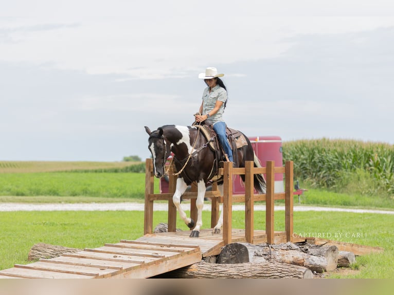 American Paint Horse Ruin 4 Jaar 152 cm Gevlekt-paard in Lewistown