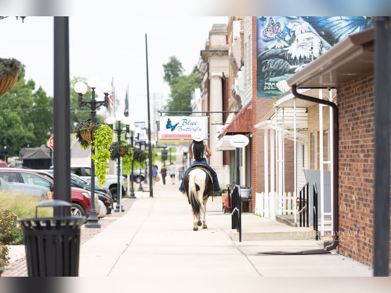 American Paint Horse Ruin 4 Jaar 152 cm Gevlekt-paard in Lewistown