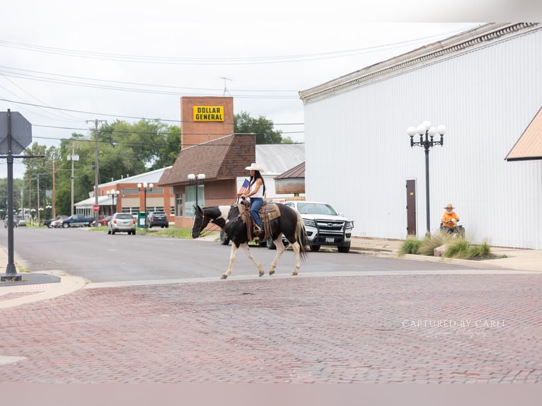 American Paint Horse Ruin 4 Jaar 152 cm Gevlekt-paard in Lewistown