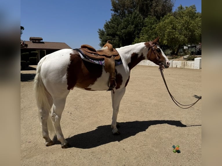 American Paint Horse Ruin 4 Jaar 152 cm Overo-alle-kleuren in Murrieta