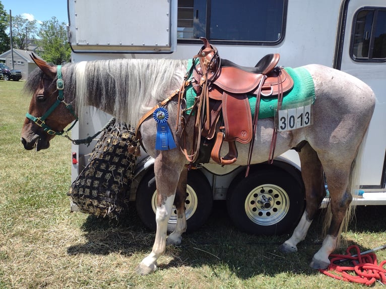 American Paint Horse Ruin 4 Jaar 152 cm Roan-Bay in Carlisle, Pa
