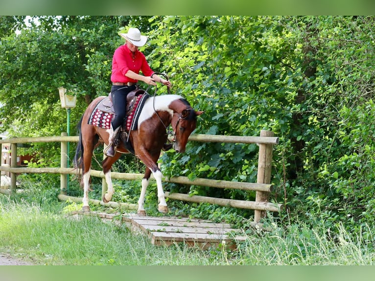 American Paint Horse Ruin 4 Jaar 153 cm Gevlekt-paard in BETTELDORDF