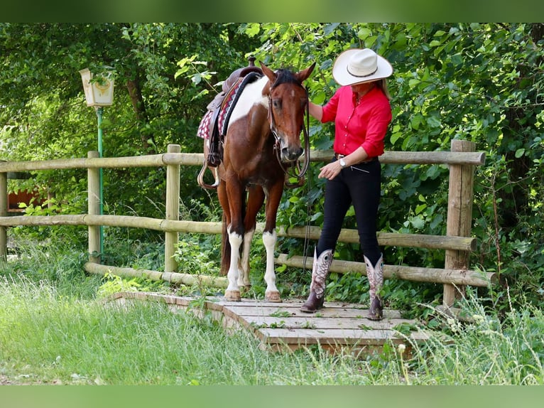 American Paint Horse Ruin 4 Jaar 153 cm Gevlekt-paard in BETTELDORDF