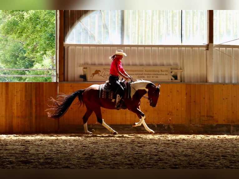 American Paint Horse Ruin 4 Jaar 153 cm Gevlekt-paard in BETTELDORDF