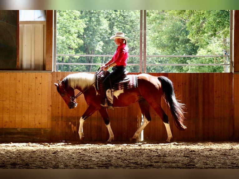 American Paint Horse Ruin 4 Jaar 153 cm Gevlekt-paard in BETTELDORDF
