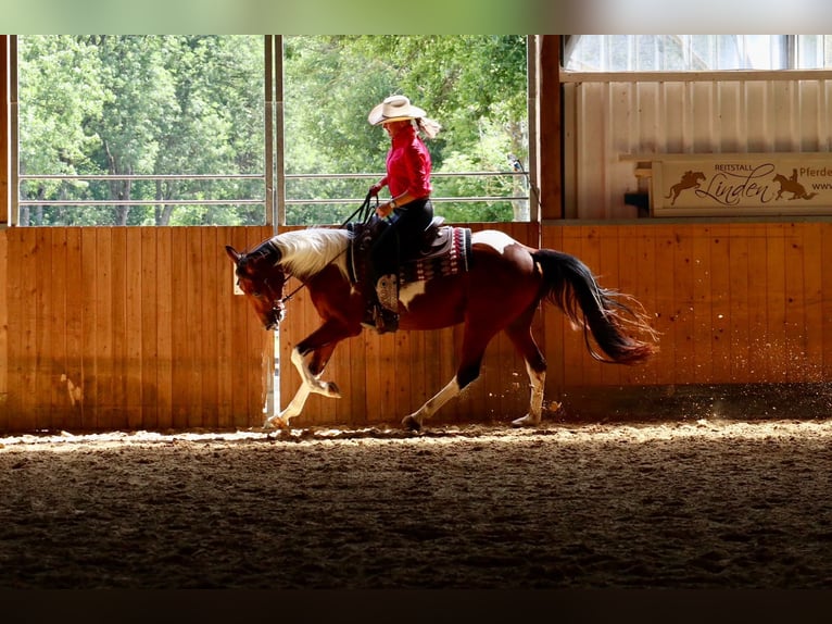 American Paint Horse Ruin 4 Jaar 153 cm Gevlekt-paard in BETTELDORDF
