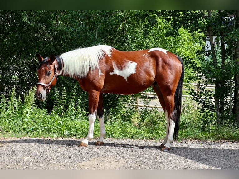 American Paint Horse Ruin 4 Jaar 153 cm Gevlekt-paard in BETTELDORDF