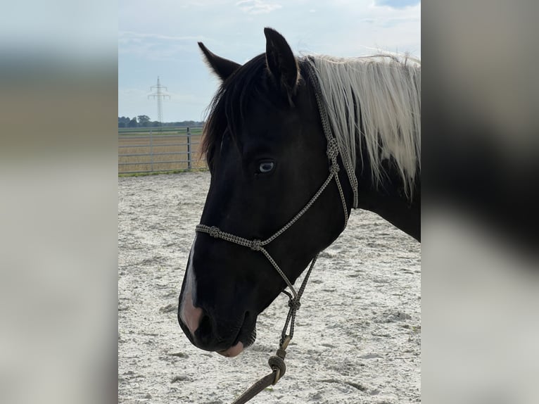 American Paint Horse Ruin 4 Jaar 154 cm Tobiano-alle-kleuren in Asendorf