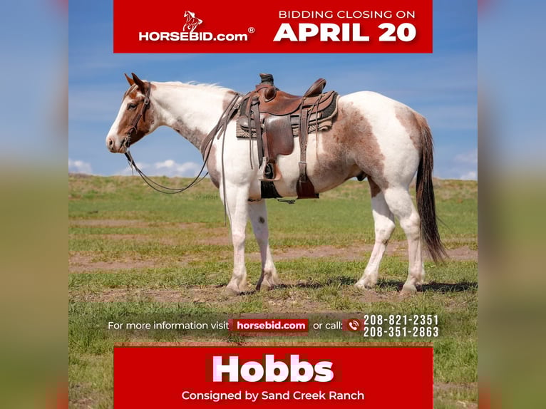 American Paint Horse Ruin 4 Jaar 155 cm Gevlekt-paard in Saint Anthony