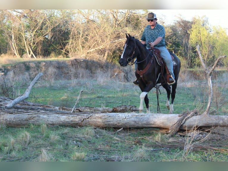 American Paint Horse Ruin 4 Jaar 155 cm Tobiano-alle-kleuren in Poolville