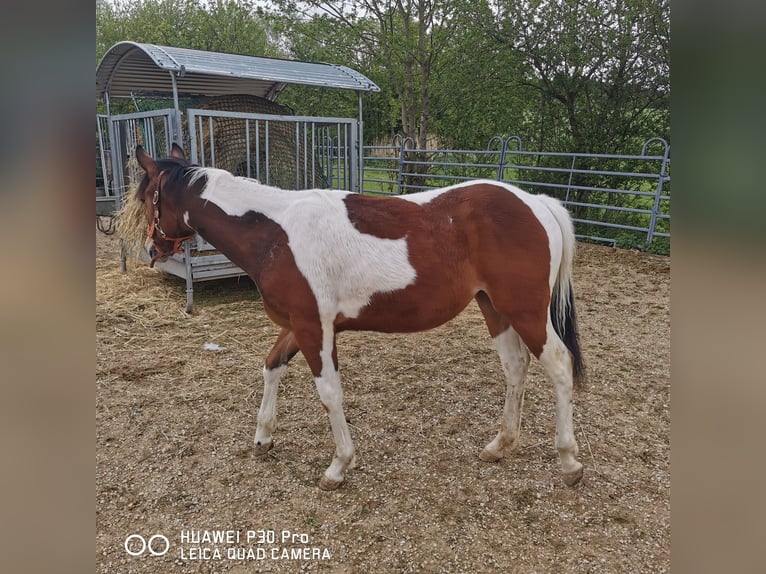 American Paint Horse Mix Ruin 4 Jaar 156 cm Gevlekt-paard in Betteldorf