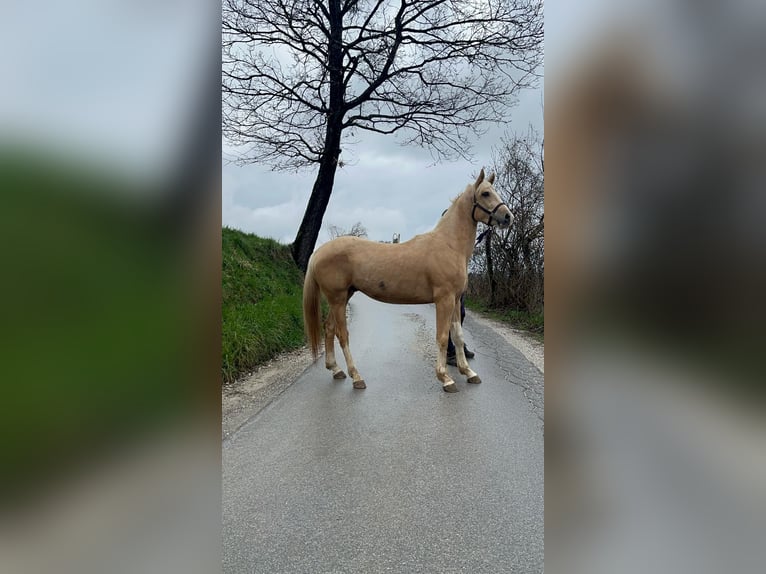 American Paint Horse Mix Ruin 4 Jaar 156 cm Palomino in Podplat