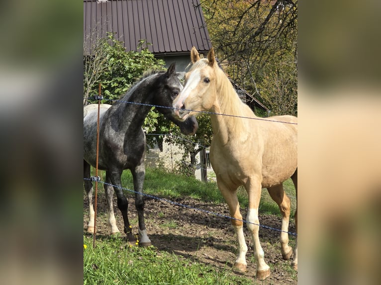 American Paint Horse Mix Ruin 4 Jaar 156 cm Palomino in Podplat