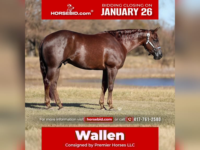 American Paint Horse Ruin 4 Jaar 157 cm Donkere-vos in Buffalo