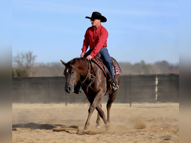 American Paint Horse Ruin 4 Jaar 157 cm Donkere-vos in Buffalo