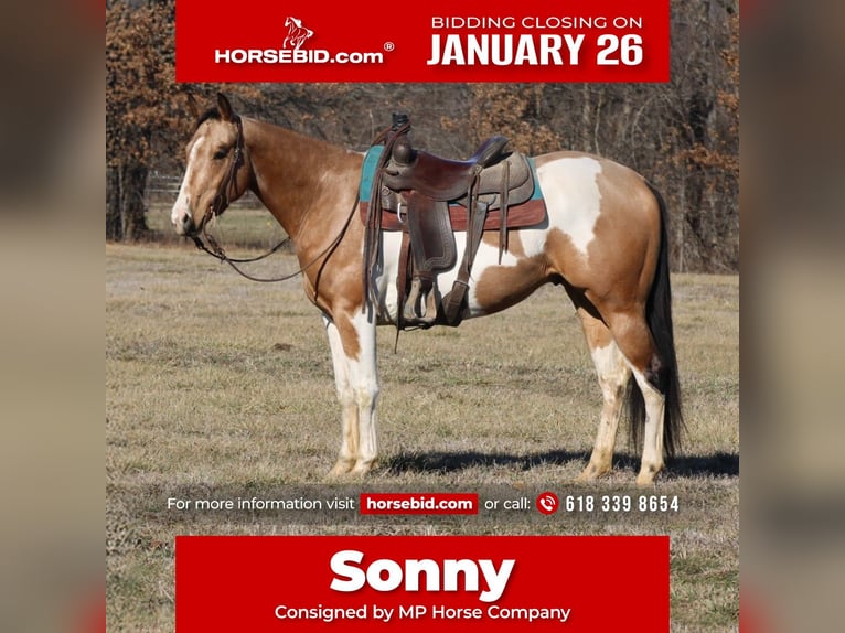 American Paint Horse Ruin 4 Jaar 157 cm Gevlekt-paard in Brownstown