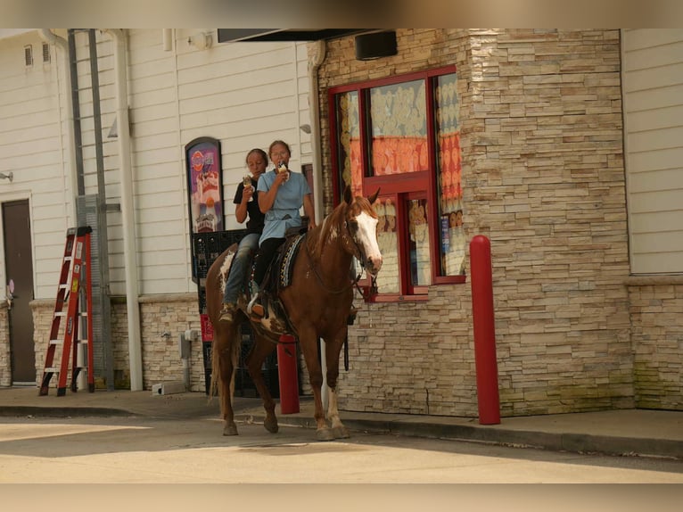 American Paint Horse Ruin 4 Jaar 157 cm Roodvos in Fresno