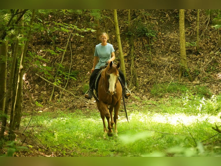 American Paint Horse Ruin 4 Jaar 157 cm Roodvos in Fresno