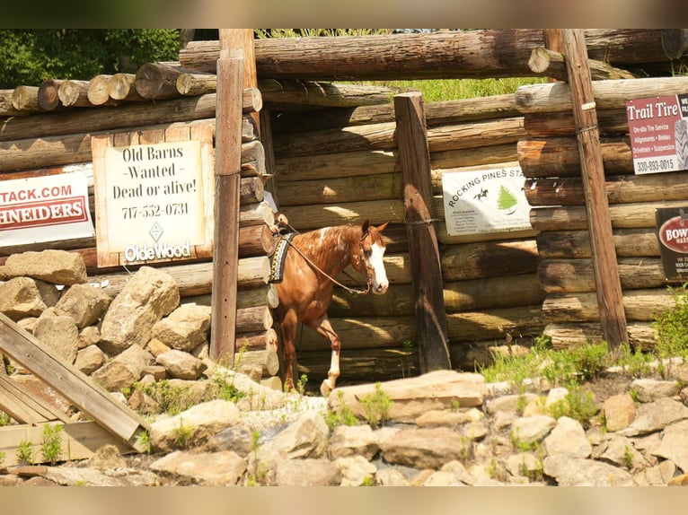American Paint Horse Ruin 4 Jaar 157 cm Roodvos in Fresno