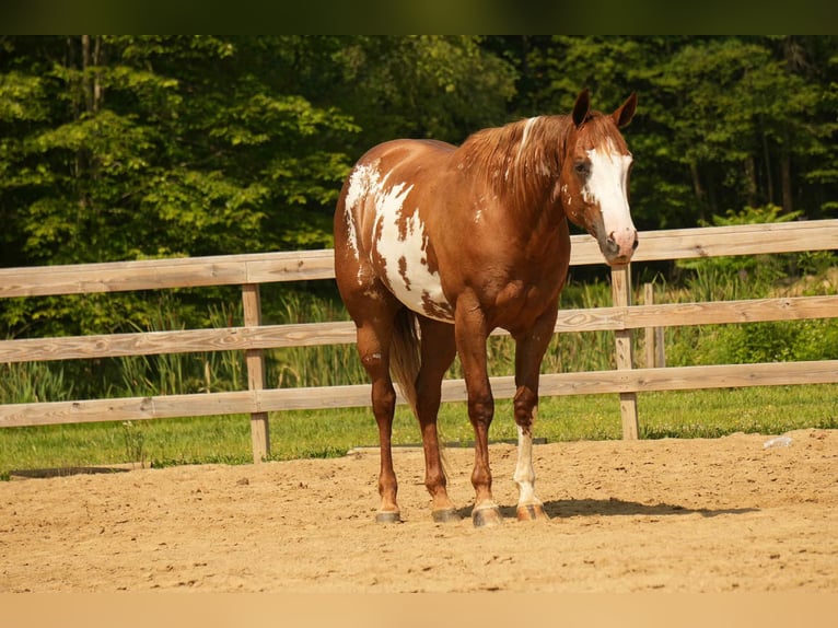 American Paint Horse Ruin 4 Jaar 157 cm Roodvos in Fresno