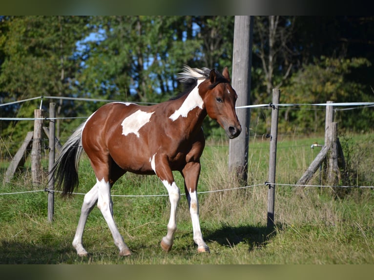 American Paint Horse Ruin 4 Jaar 157 cm Tobiano-alle-kleuren in Bonefeld