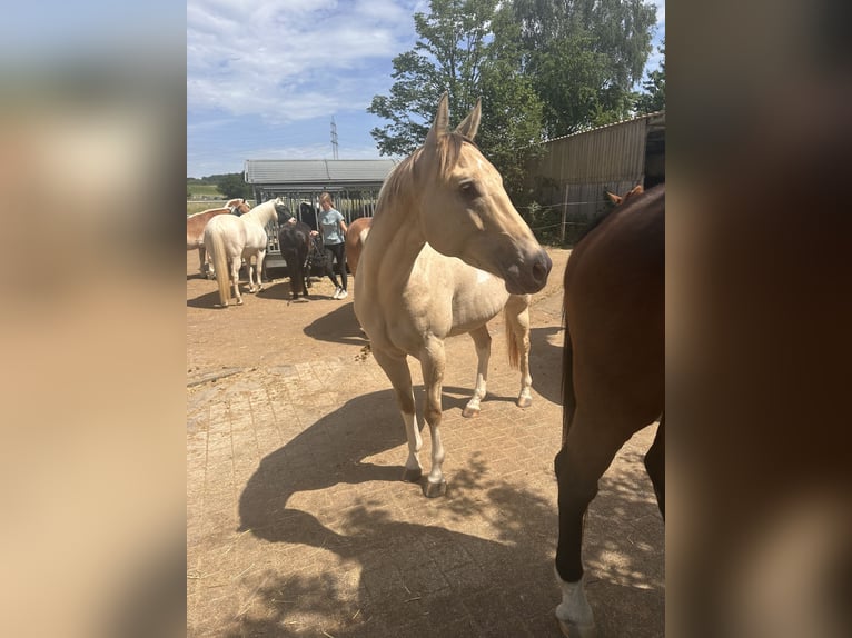 American Paint Horse Ruin 4 Jaar 158 cm Champagne in Remseck am Neckar