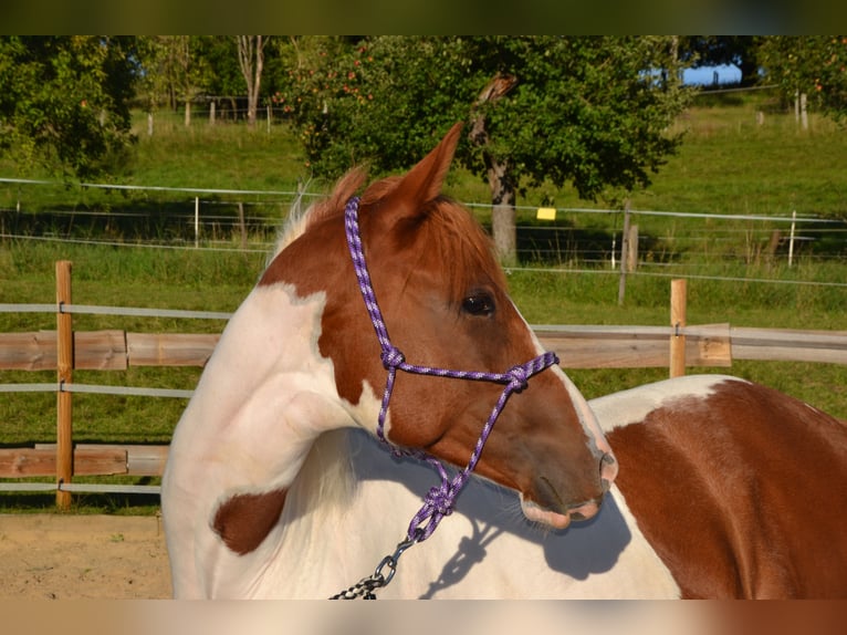 American Paint Horse Ruin 4 Jaar 158 cm Gevlekt-paard in Bonefeld