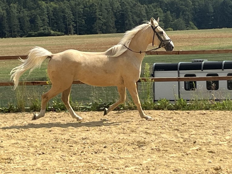 American Paint Horse Ruin 4 Jaar 165 cm Palomino in Ursensollen