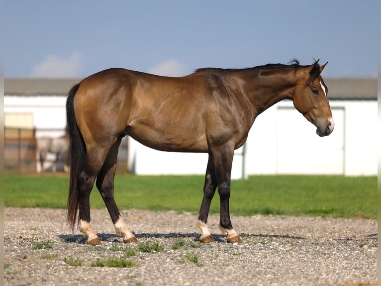 American Paint Horse Ruin 4 Jaar Buckskin in Ripley