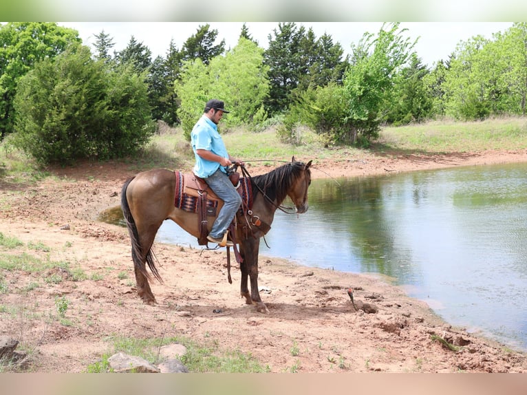 American Paint Horse Ruin 4 Jaar Buckskin in Ripley