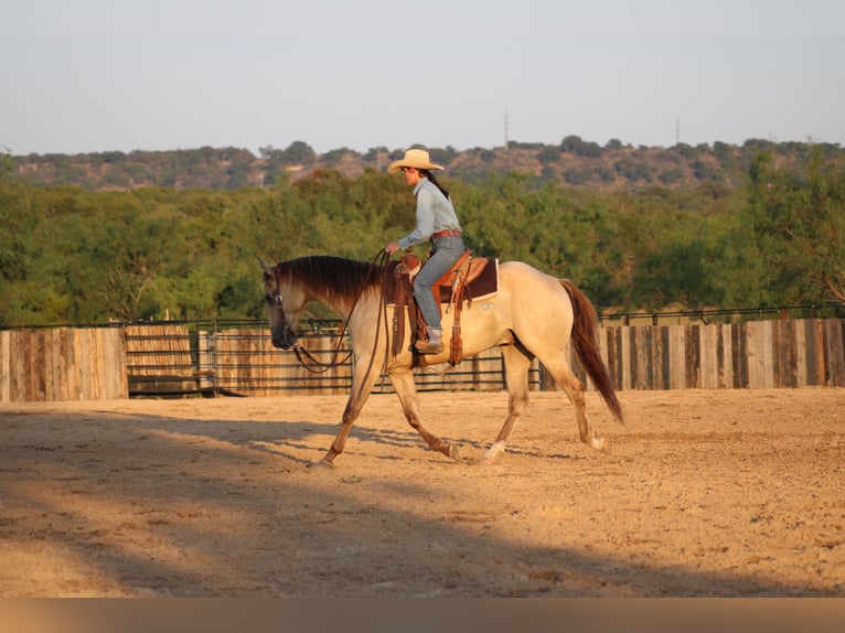 American Paint Horse Ruin 4 Jaar Champagne in Killeen